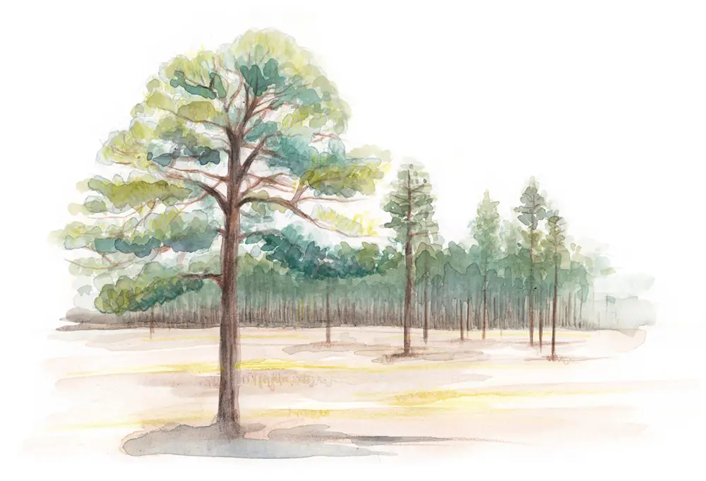 mission-and-values-loblolly-pine-1536x1046